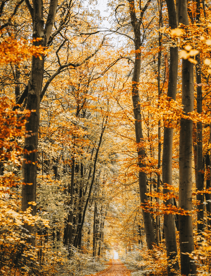 Sahar Hadri  - psychologue et psychothérapeute